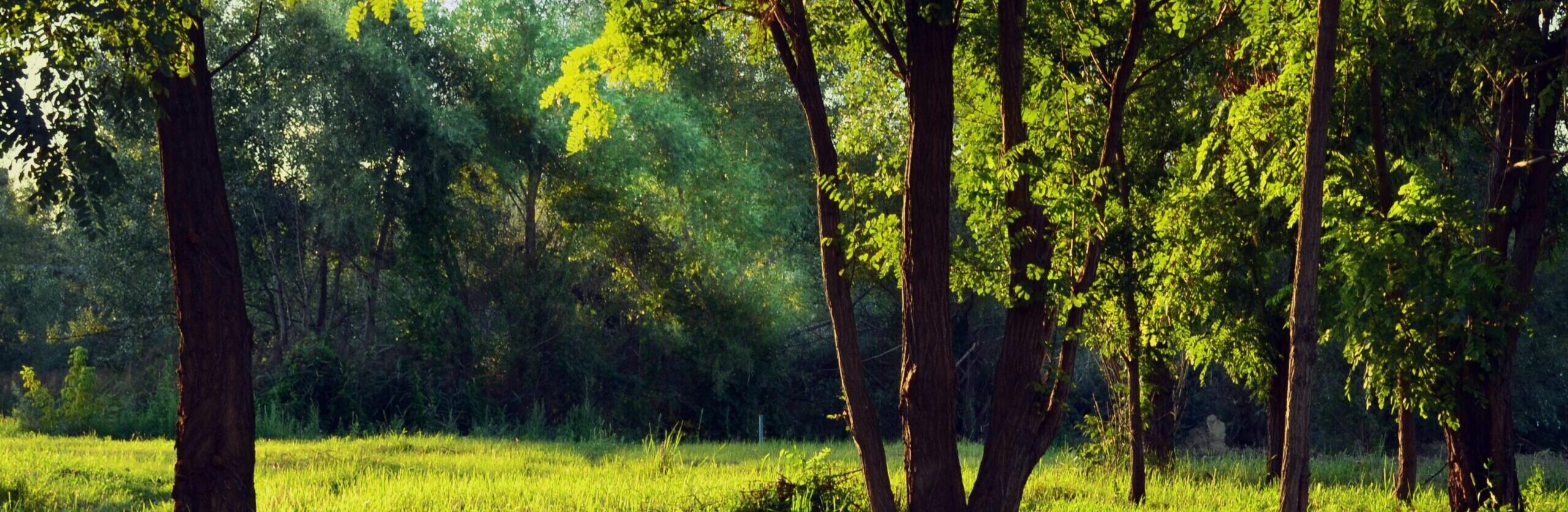 10. Trees in Meadow w Sunbeams